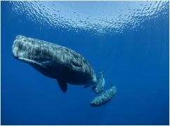Complex structures resembling human language were found in the communication of sperm whales